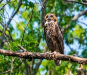GreatHornOwl1001